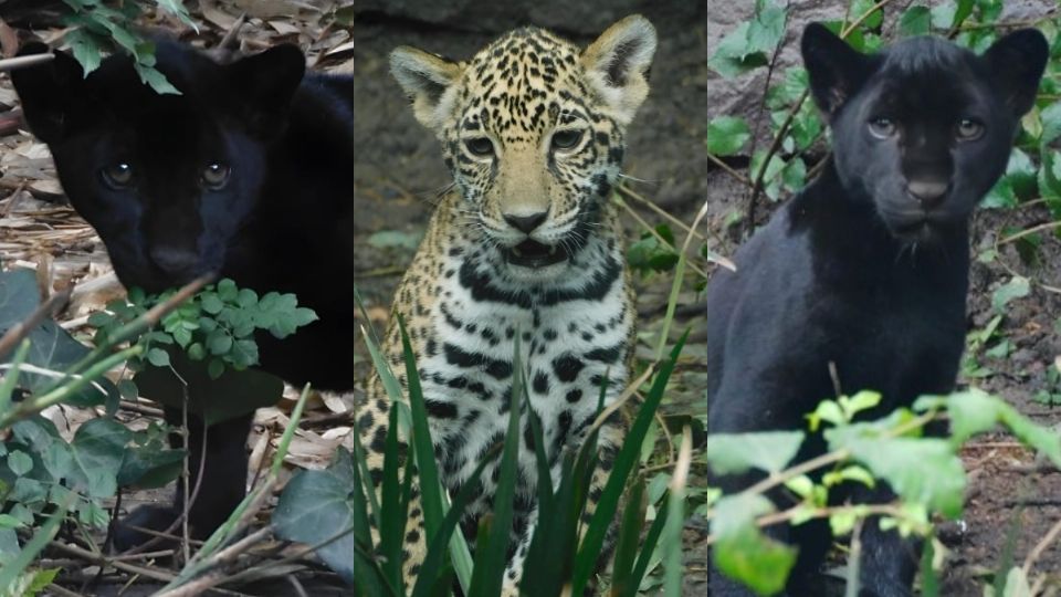 ¡Cachorros jaguar del Centro de Conservación de la Vida Silvestre de Chapultepec ya tienen nombre! |