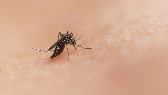 Día Internacional contra el Dengue: ¿Cuáles son sus síntomas y cómo prevenir la enfermedad?