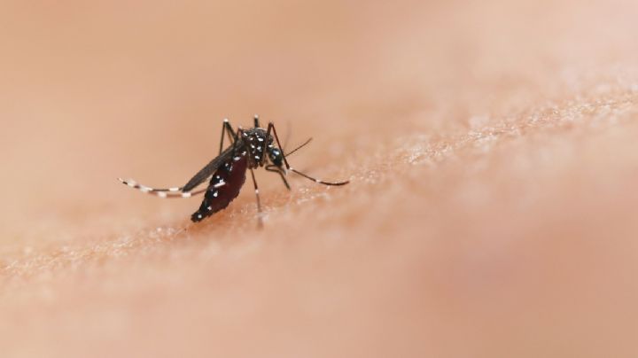 Día Internacional contra el Dengue: ¿Cuáles son sus síntomas y cómo prevenir la enfermedad?