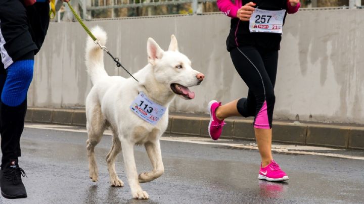 Carrera Perritos en Fuga 2024: Recorrido y cómo inscribirse para participar con mascota