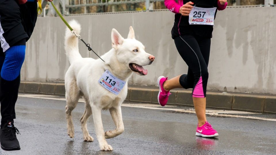 Carrera Perritos en Fuga 2024: Recorrido y cómo inscribirse para participar con mascota |