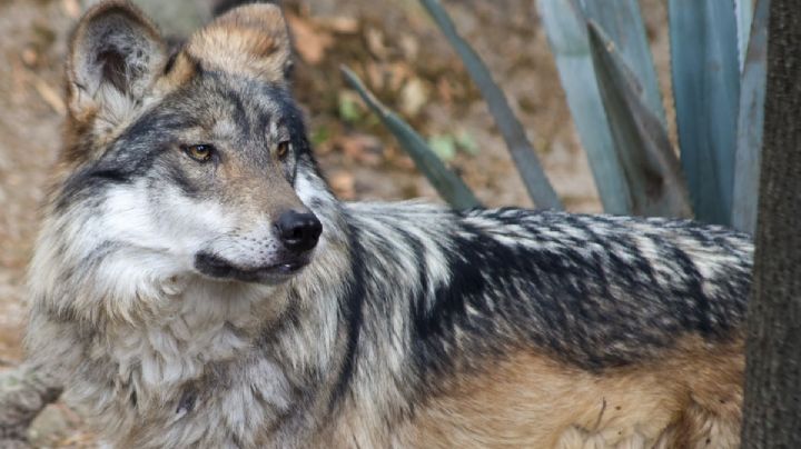 SEDEMA convoca a participar en el concurso de dibujo infantil contra la extinción del lobo mexicano