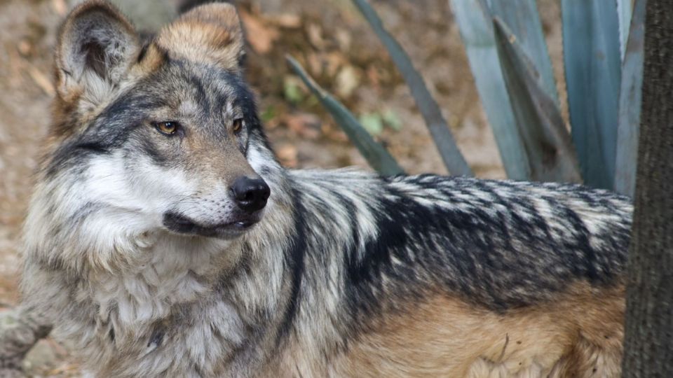 SEDEMA convoca a participar en el concurso de dibujo infantil contra la extinción del lobo mexicano |