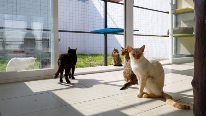 Albergue para gatos “Michigan” y Espacio de Fauna Silvestre en CDMX: ¿Cómo funcionan?