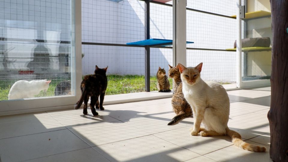 Albergue para gatos “Michigan” y Espacio de Fauna Silvestre en CDMX: ¿Cómo funcionan? |