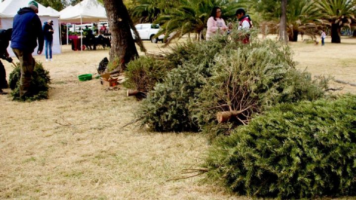 SEDEMA CDMX invita a llevar árboles de Navidad naturales a los centros de acopio para reciclaje