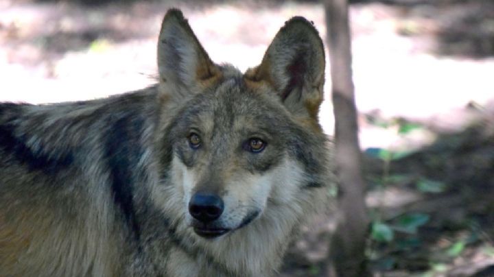 SEDEMA celebra Día del Ajolote y Aniversario del Zoológico Los Coyotes con actividades GRATIS
