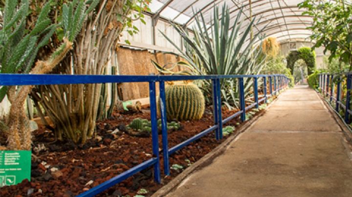 SEDEMA anuncia el Festival Biocultural de Muertos 2025 “Memoria viva de Xochimilco”