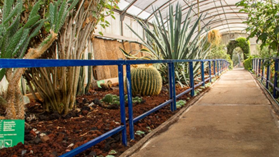 SEDEMA anuncia el Festival Biocultural de Muertos 2025 “Memoria viva de Xochimilco” |