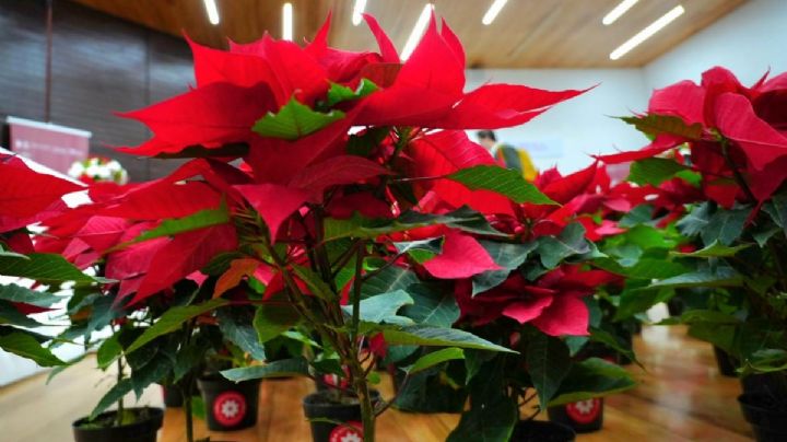 Flor de nochebuena: SEDEMA y productores se reúnen para fortalecer su comercialización