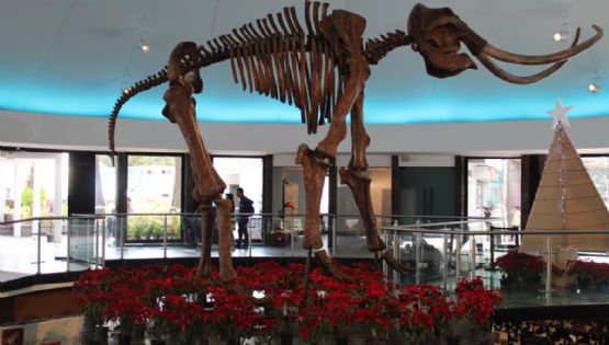 Museo de Historia Natural invita a próximas actividades para toda la familia; ESTE es el programa