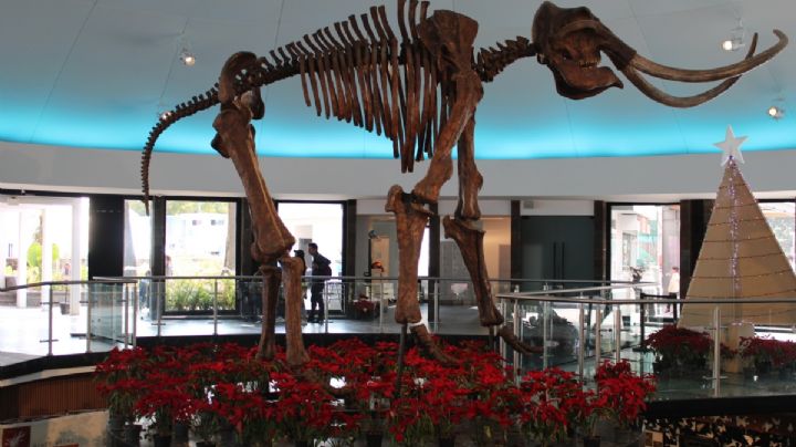 Museo de Historia Natural invita a próximas actividades para toda la familia; ESTE es el programa