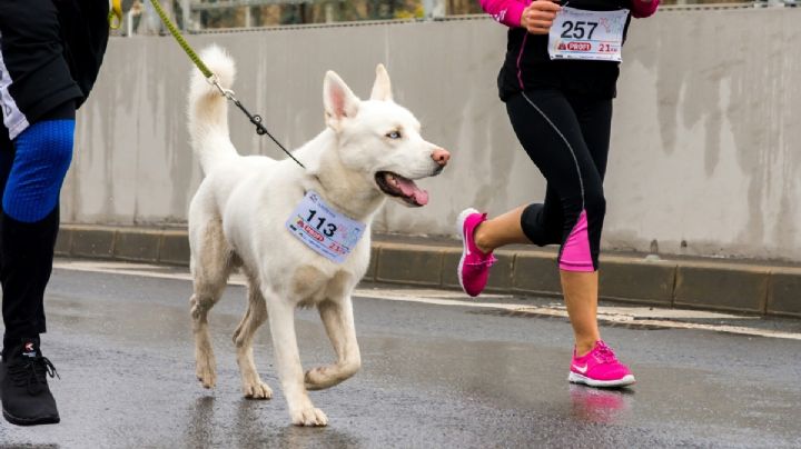 SEDEMA invita a participar en la Carrera “Amar es Adoptar” 3K: ¿Cuándo y dónde será?