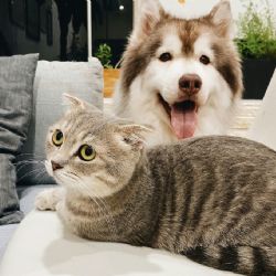 ¿Cuáles son los cuidados para perros y gatos durante la época de calor? Esto dice la UNAM