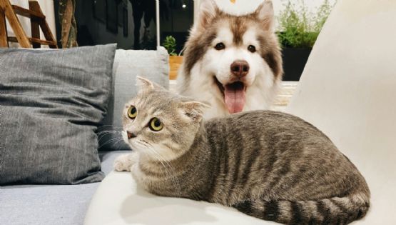 ¿Cuáles son los cuidados para perros y gatos durante la época de calor? Esto dice la UNAM