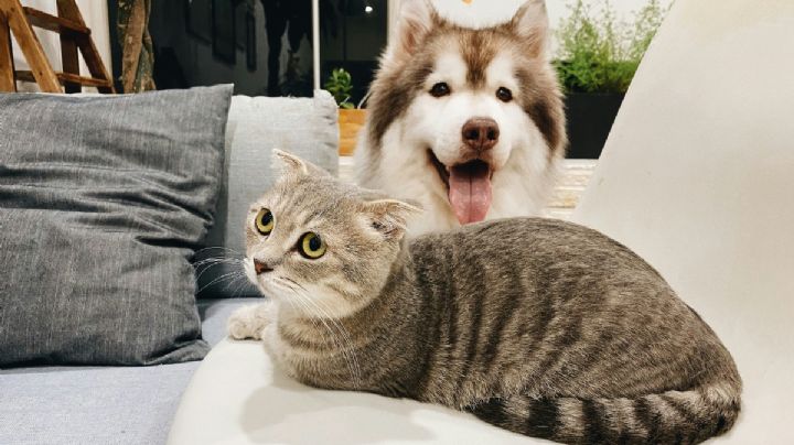 ¿Cuáles son los cuidados para perros y gatos durante la época de calor? Esto dice la UNAM