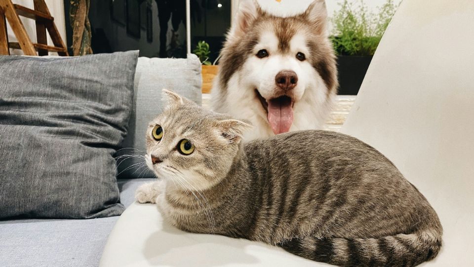 ¿Cuáles son los cuidados para perros y gatos durante la época de calor? Esto dice la UNAM |