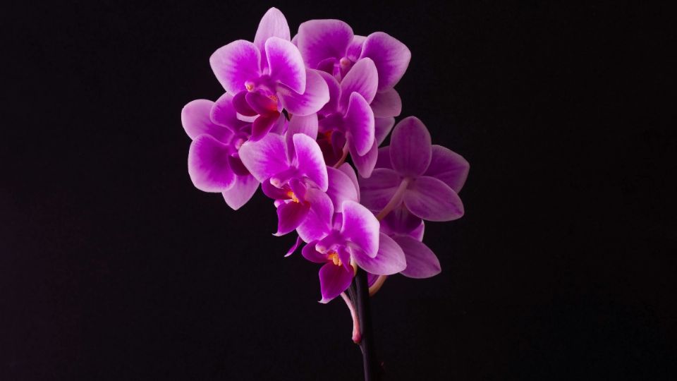 SEDEMA invita a la exposición “Orquídeas y sus polinizadores” en Parque Ecológico Yecahuizotl |