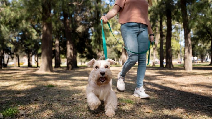 SEDEMA y AGATAN anuncian segunda carrera “Amar es adoptar”: ¿Cuándo es y cómo participar?