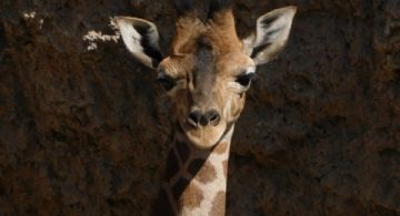 ¡Nace cría de jirafa en el Centro de Conservación de Vida Silvestre de Chapultepec!