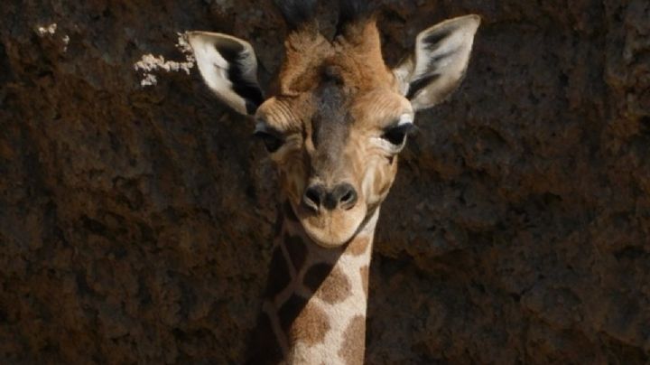 ¡Nace cría de jirafa en el Centro de Conservación de Vida Silvestre de Chapultepec!