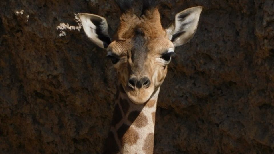 ¡Nace cría de jirafa en el Centro de Conservación Vida Silvestre de Chapultepec! |