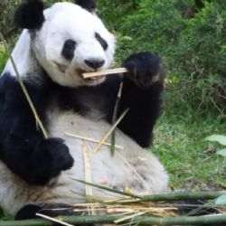 SEDEMA invita a celebrar a Xin Xin participando en expo  “La Panda del Zoológico de Chapultepec”