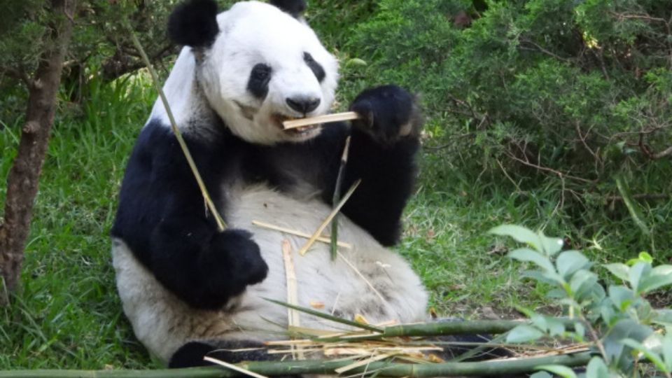 SEDEMA invita a celebrar a Xin Xin participando en expo  “La Panda del Zoológico de Chapultepec” |