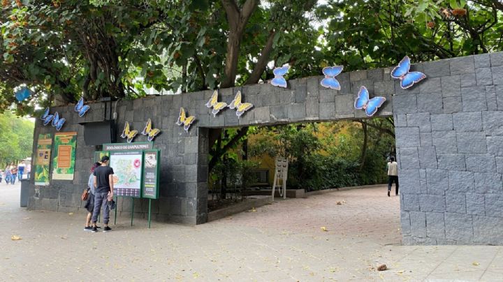 Mariposario de Chapultepec anuncia actividades GRATIS para celebrar vigésimo aniversario