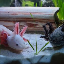 SEDEMA invita a participar en la rodada “Ruta del Ajolote” en Xochimilco: ¿De qué se trata?