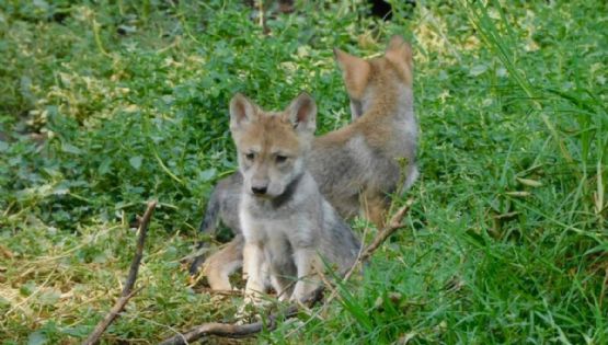 ¡Nacen cuatro crías de lobo en Centro de Conservación de la Vida Silvestre San Juan de Aragón!