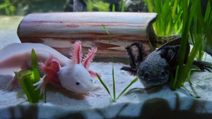 SEDEMA invita a participar en la rodada “Ruta del Ajolote” en Xochimilco: ¿De qué se trata?