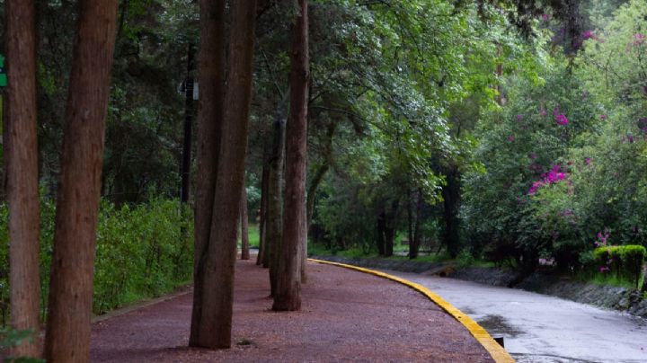SEDEMA anuncia Foro Eco-Cultural en el Bosque de Tlalpan: ¿Cuándo será?