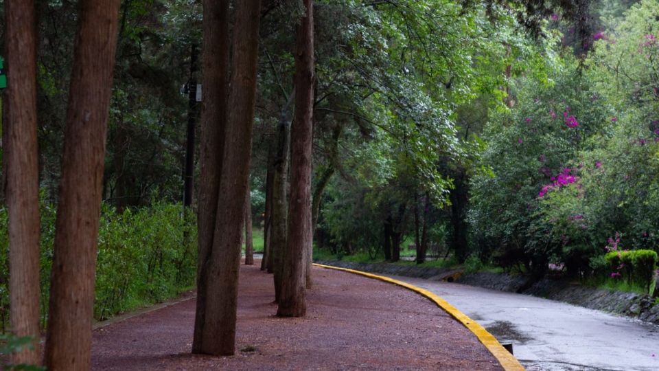 SEDEMA anuncia Foro Eco-Cultural en el Bosque de Tlalpan: ¿Cuándo será? |