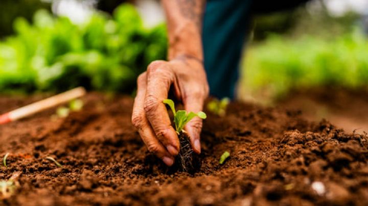 SEDEMA lanza programa “Jardines para la Vida 2025”: ¿De qué se trata?