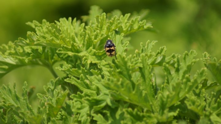 SEDEMA invita a jornada de reforestación “Polinizadores y Plantas” en Bosques de las Lomas