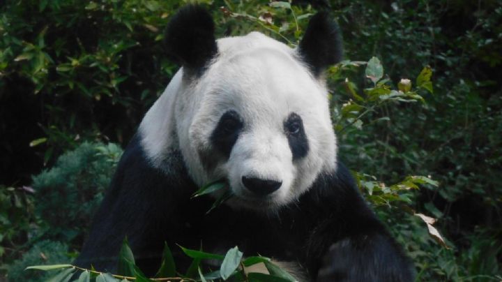 SEDEMA conmemora los 50 años de presencia de pandas gigantes en México