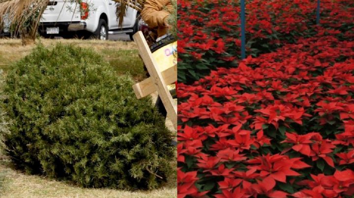 SEDEMA invita a llevar las nochebuenas y árboles de Navidad a centros de acopio