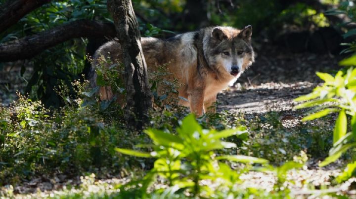 SEDEMA participa en recuperación del lobo mexicano