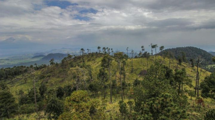 SECTEI atiende preservación de Bosques de Suelo de Conservación afectados por cambio climático