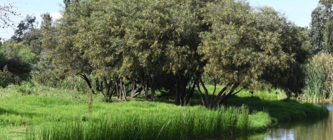 SEDEMA anuncia creación del primer Centro de Visitantes en el Parque Ecológico de Xochimilco